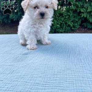 Tucker, Yorkie Poo Puppy