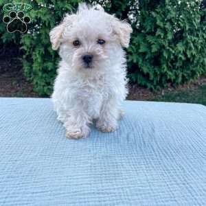 Tucker, Yorkie Poo Puppy