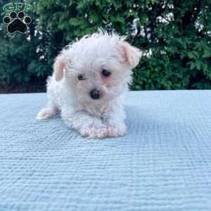 Smidget, Yorkie Poo Puppy