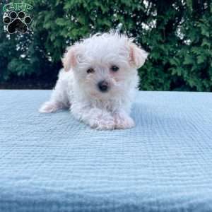 Smidget, Yorkie Poo Puppy