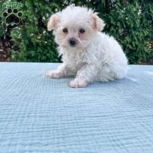 Smidget, Yorkie Poo Puppy