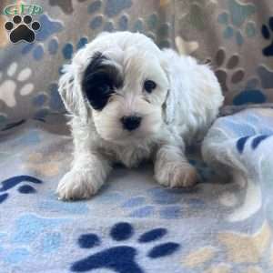 Captain Kidd, Cockapoo Puppy