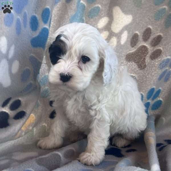 Captain Kidd, Cockapoo Puppy