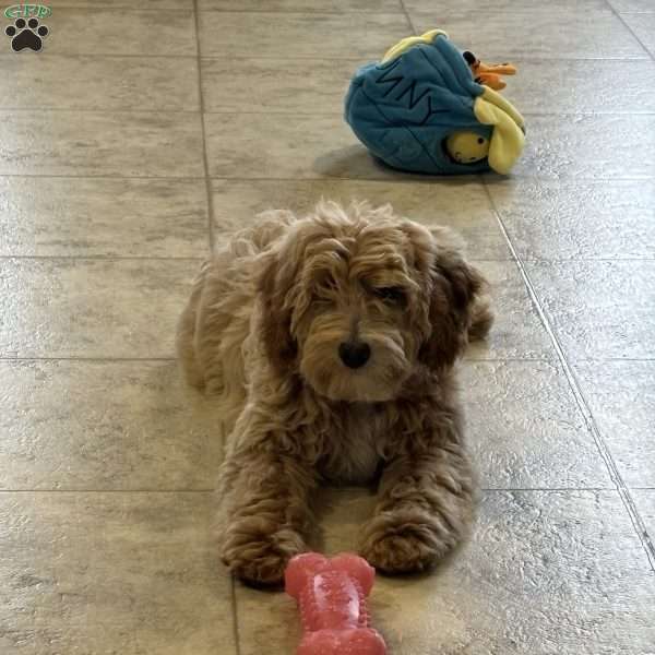 Whiskey, Mini Aussiedoodle Puppy