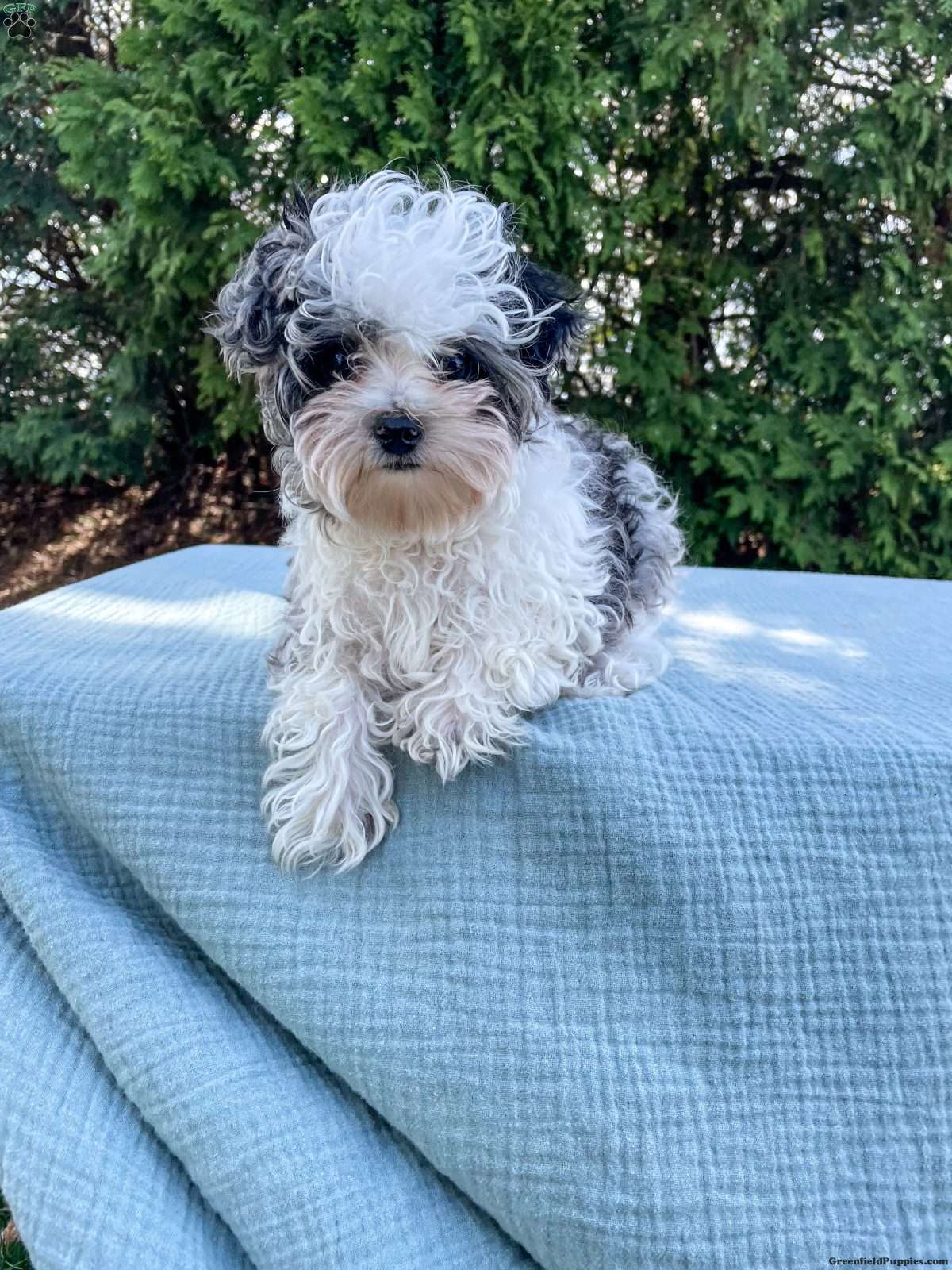Tundra/Yorkie Poo									Puppy/Male																/16 Weeks,Meet Tundra. He is an adorable tiny puppy. Mom Mitzi is a yorkiepoo and weighs around 5 lbs. Dad is a mini poodle and weighs around 5 lbs as well. Tundra is well socialized and is very friendly and loves to be cuddled. He is up to date on shots and deworming. He was checked out by our vet from head to toe. Give us a call if you have any questions about Tundra or would like to adopt him. 