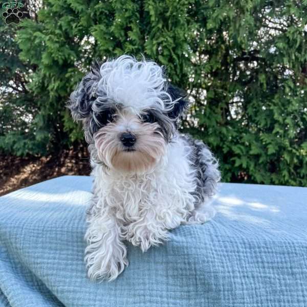 Tundra, Yorkie Poo Puppy