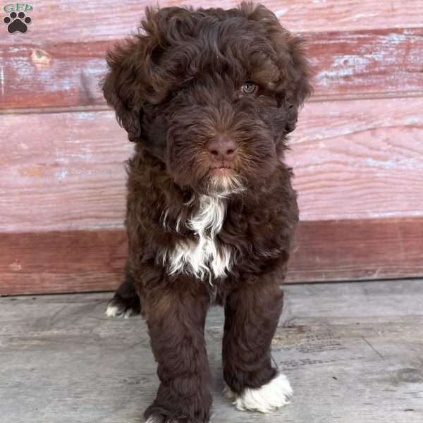 Marigold, Portuguese Water Dog Puppy