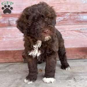 Marigold, Portuguese Water Dog Puppy