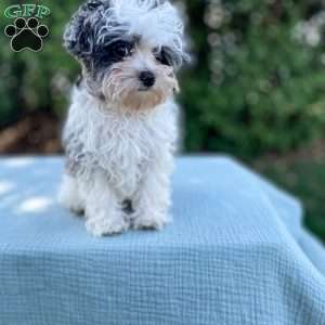 Tundra, Yorkie Poo Puppy