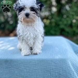 Tundra/Yorkie Poo									Puppy/Male																/16 Weeks,Meet Tundra. He is an adorable tiny puppy. Mom Mitzi is a yorkiepoo and weighs around 5 lbs. Dad is a mini poodle and weighs around 5 lbs as well. Tundra is well socialized and is very friendly and loves to be cuddled. He is up to date on shots and deworming. He was checked out by our vet from head to toe. Give us a call if you have any questions about Tundra or would like to adopt him. 