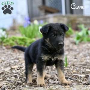 Clark, German Shepherd Puppy