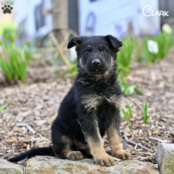 Clark, German Shepherd Puppy