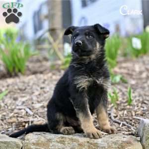 Clark, German Shepherd Puppy