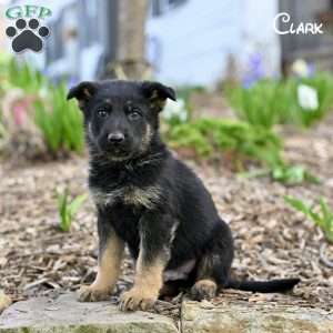 Clark, German Shepherd Puppy