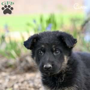 Clark, German Shepherd Puppy
