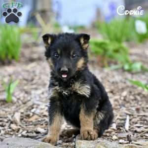 Cookie, German Shepherd Puppy