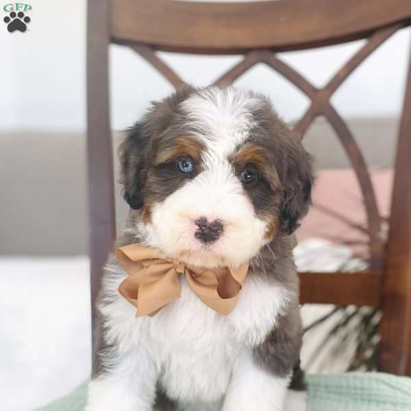 Poppy, Bernedoodle Puppy