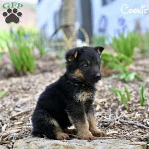 Cookie, German Shepherd Puppy