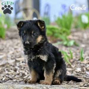 Cookie, German Shepherd Puppy