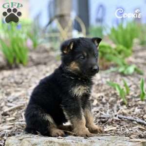 Cookie, German Shepherd Puppy