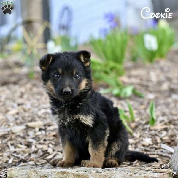 Cookie, German Shepherd Puppy