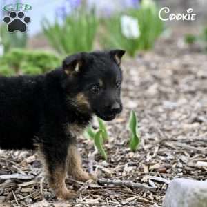Cookie, German Shepherd Puppy