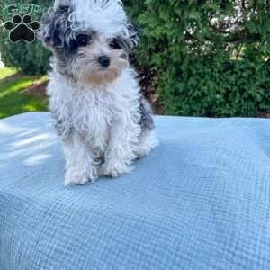 Tundra/Yorkie Poo									Puppy/Male																/16 Weeks,Meet Tundra. He is an adorable tiny puppy. Mom Mitzi is a yorkiepoo and weighs around 5 lbs. Dad is a mini poodle and weighs around 5 lbs as well. Tundra is well socialized and is very friendly and loves to be cuddled. He is up to date on shots and deworming. He was checked out by our vet from head to toe. Give us a call if you have any questions about Tundra or would like to adopt him. 