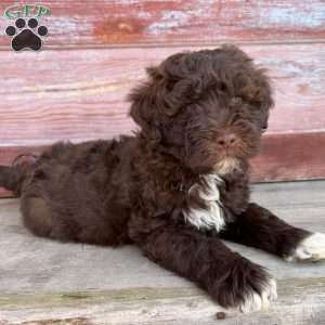 Marigold, Portuguese Water Dog Puppy