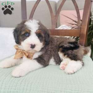 Poppy, Bernedoodle Puppy