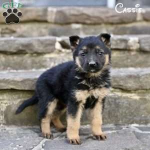 Cassie, German Shepherd Puppy