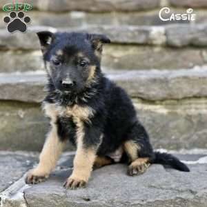 Cassie, German Shepherd Puppy