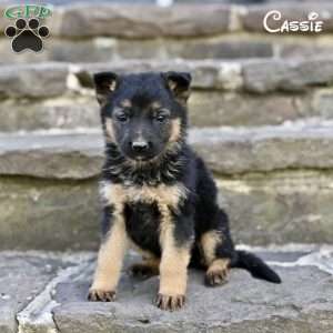 Cassie, German Shepherd Puppy