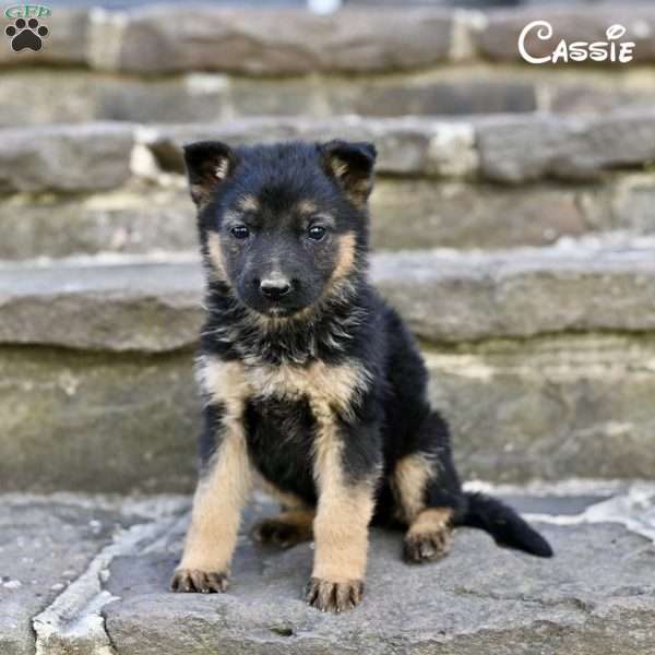 Cassie, German Shepherd Puppy