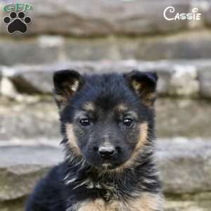 Cassie, German Shepherd Puppy