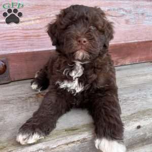 Marigold, Portuguese Water Dog Puppy