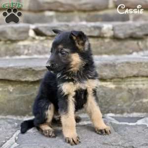 Cassie, German Shepherd Puppy