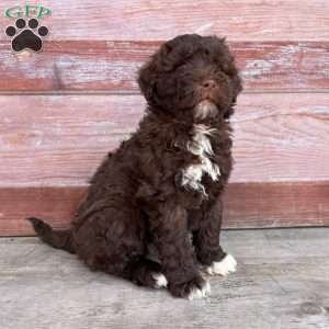 Marigold, Portuguese Water Dog Puppy