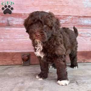 Marigold, Portuguese Water Dog Puppy