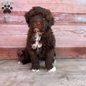 Marigold, Portuguese Water Dog Puppy
