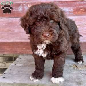 Marigold, Portuguese Water Dog Puppy