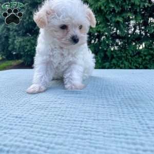 Smidget, Yorkie Poo Puppy