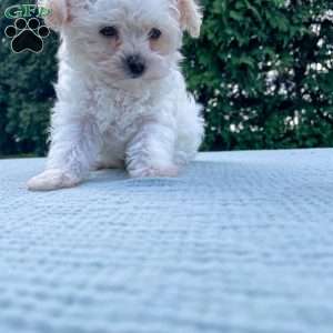 Smidget, Yorkie Poo Puppy