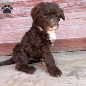 Daisy, Portuguese Water Dog Puppy