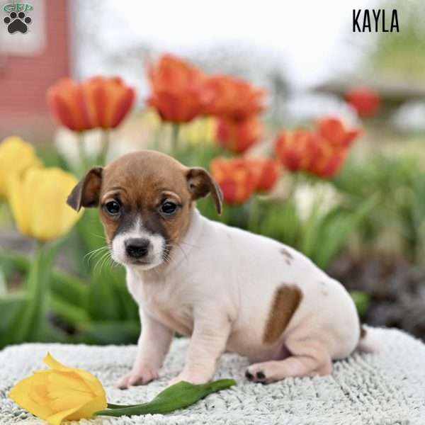 Kayla, Jack Russell Terrier Puppy