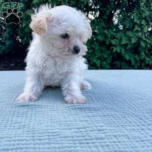 Smidget, Yorkie Poo Puppy
