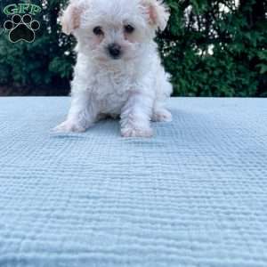 Smidget, Yorkie Poo Puppy