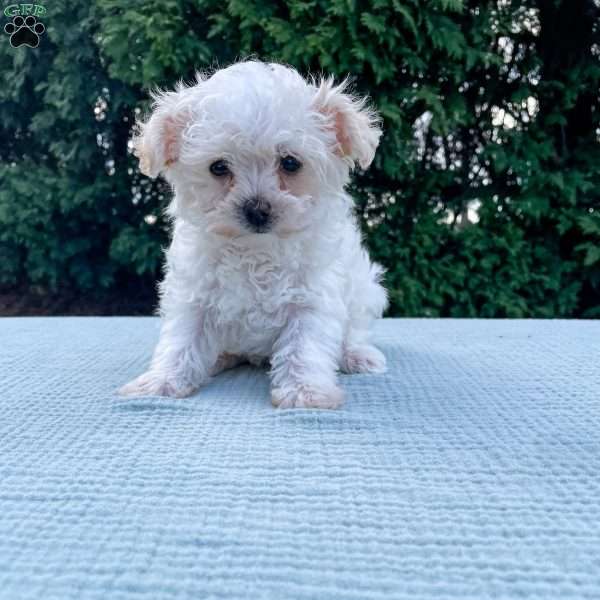 Smidget, Yorkie Poo Puppy