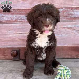 Daisy, Portuguese Water Dog Puppy