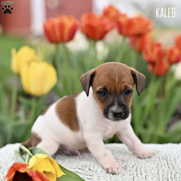 Kaleb, Jack Russell Terrier Puppy