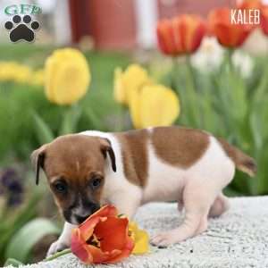 Kaleb, Jack Russell Terrier Puppy